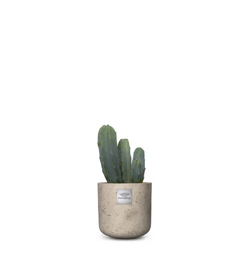 Max ( Myrtillocactus) pot diam. 12cm Hauteur de la plante env 20cm
